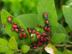 Hemiptera