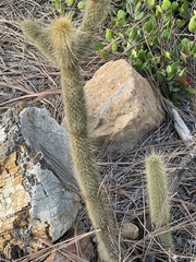 Bergerocactus emoryi