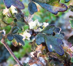 Xanthosia stellata