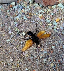 Pepsis pallidolimbata