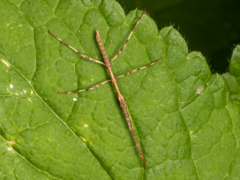 Clitarchus hookeri
