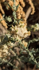 Asphondylia floccosa