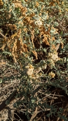 Asphondylia floccosa