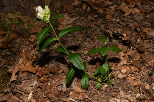 Image of Gentiana villosa by (c) Brian Finzel, some rights reserved (CC BY-SA)