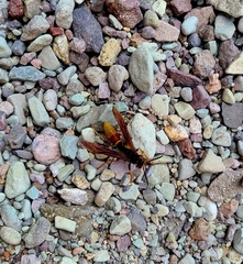 Polistes comanchus