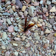 Polistes comanchus