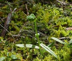 Pterostylis australis