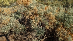 Asphondylia floccosa