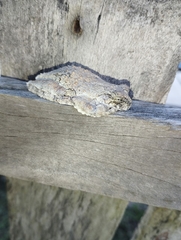 Dendropsophus marmoratus