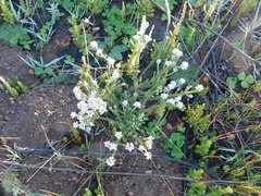 Aspalathus cephalotes