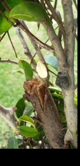Megalopyge defoliata