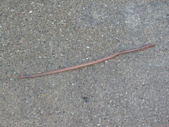 Lumbricus