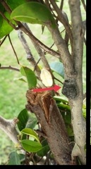 Megalopyge defoliata
