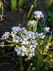 Aspalathus cephalotes