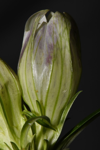 Image of Gentiana villosa by (c) Brian Finzel, some rights reserved (CC BY-SA)