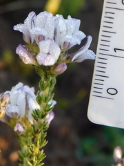 Aspalathus cephalotes