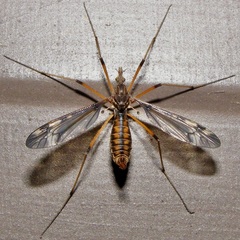 Tipula fuliginosa