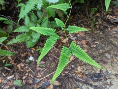 Dicranopteris