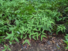 Dicranopteris