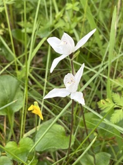 Codonorchis lessonii