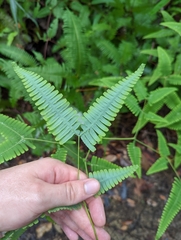Dicranopteris