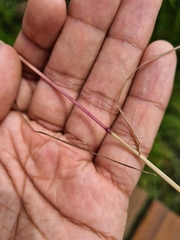 Poa trivialis