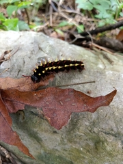 Siproeta epaphus epaphus