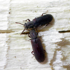 Lyctus linearis