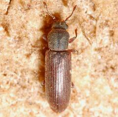 Lyctus