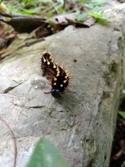 Siproeta epaphus epaphus