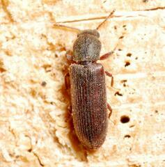 Lyctus
