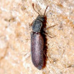 Lyctus