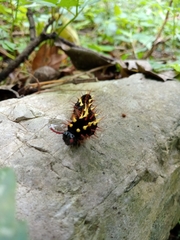 Siproeta epaphus epaphus