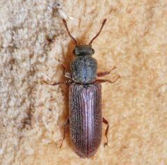 Lyctus