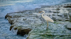 Ardea herodias occidentalis