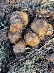 Coprinellus bipellis