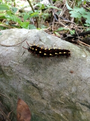 Siproeta epaphus epaphus