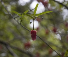Crinodendron hookerianum