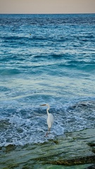 Ardea herodias occidentalis