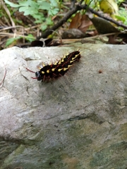 Siproeta epaphus epaphus