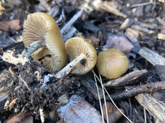 Psilocybe allenii