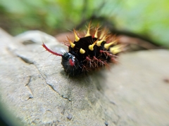 Siproeta epaphus epaphus