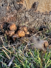 Coprinellus bipellis
