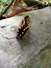 Siproeta epaphus epaphus