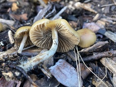 Psilocybe allenii