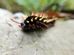 Siproeta epaphus epaphus