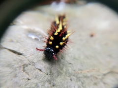 Siproeta epaphus epaphus