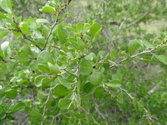 Condalia hookeri