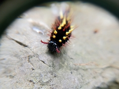 Siproeta epaphus epaphus