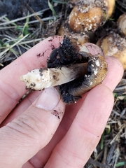 Coprinellus bipellis